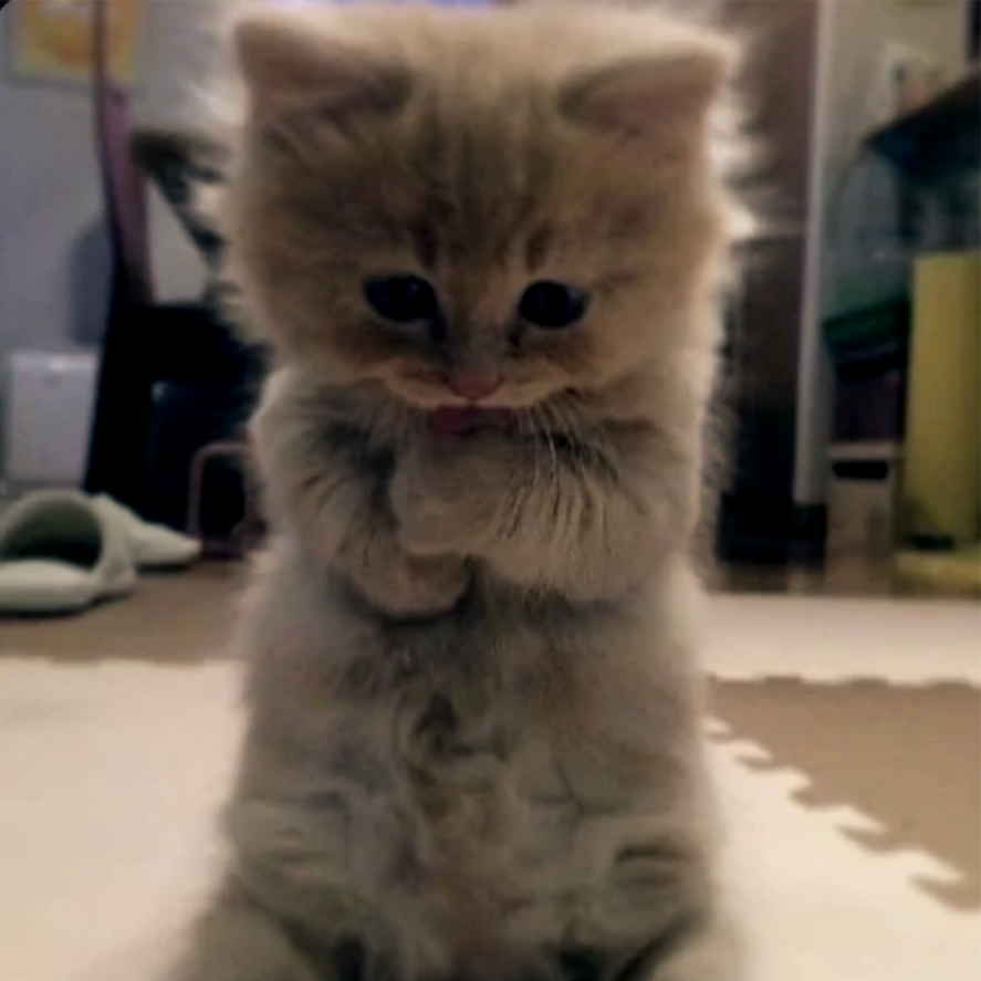 Boss Meow - Fortune Cat